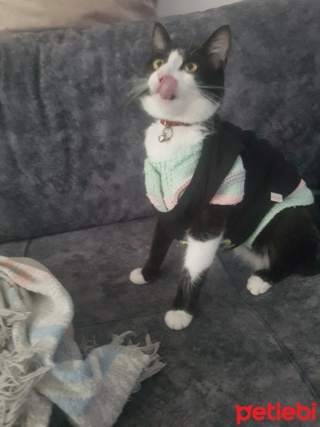 Tekir Kedi, Kedi  Zeytin fotoğrafı