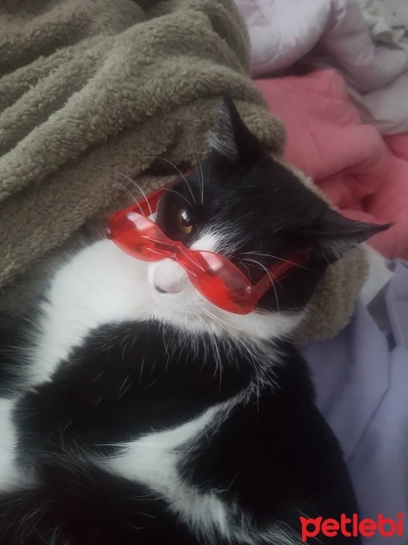 Tekir Kedi, Kedi  Zeytin fotoğrafı