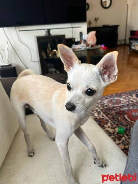 Chihuahua, Köpek  Hero fotoğrafı