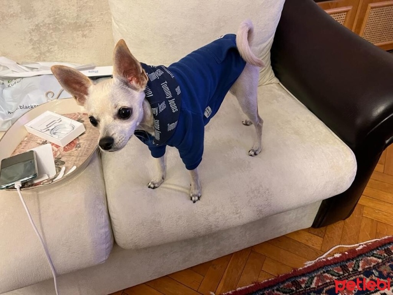 Chihuahua, Köpek  Hero fotoğrafı