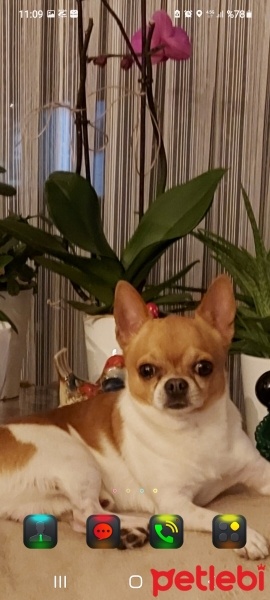 Chihuahua, Köpek  Cesur fotoğrafı
