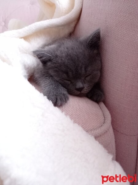 British Shorthair, Kedi  Duman fotoğrafı