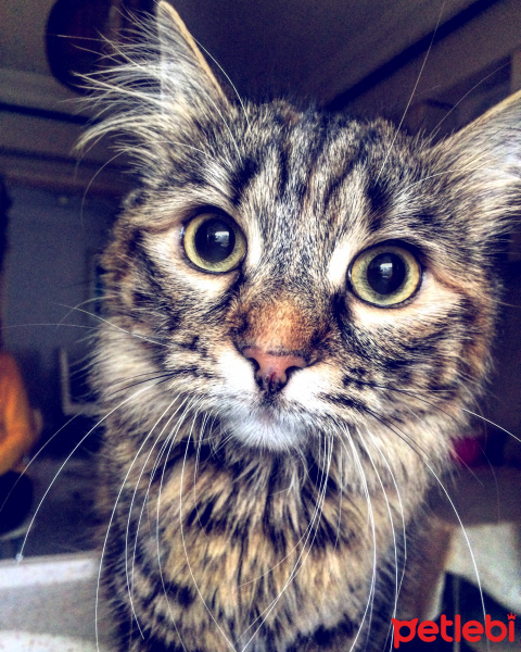 Tekir Kedi, Kedi  Dora fotoğrafı