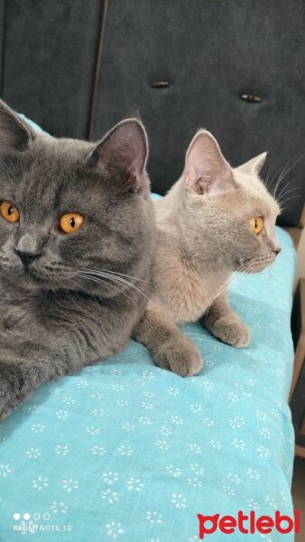 British Shorthair, Kedi  Duman fotoğrafı