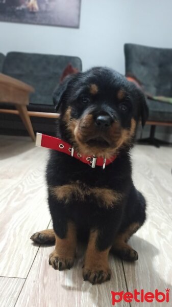 Rottweiler, Köpek  Sirius fotoğrafı