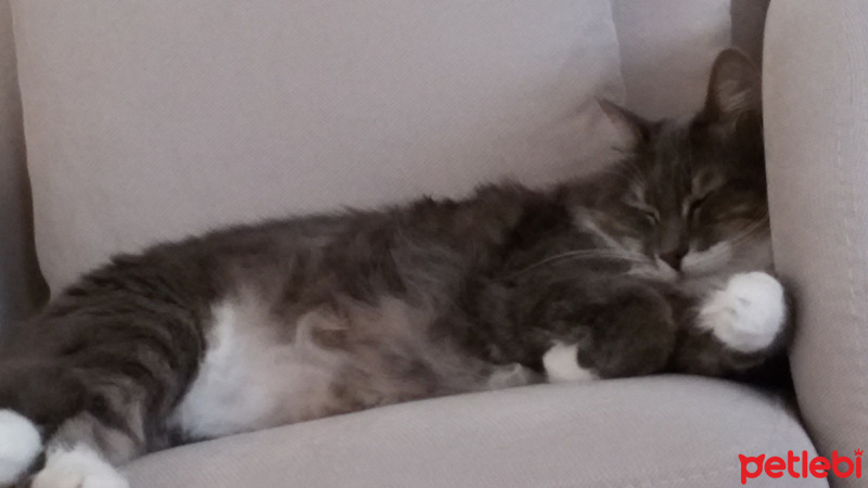 Tekir Kedi, Kedi  Minik kuş fotoğrafı