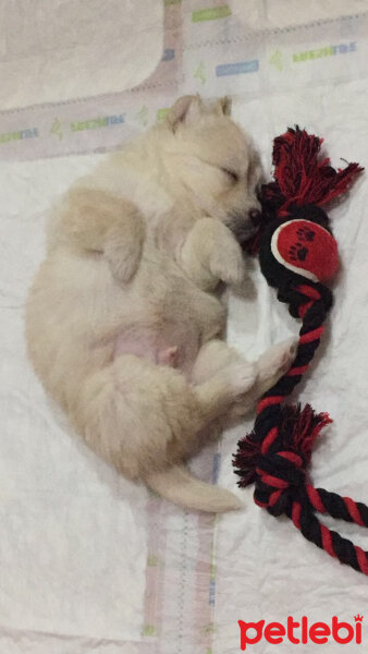 Golden Retriever, Köpek  Sahlep fotoğrafı