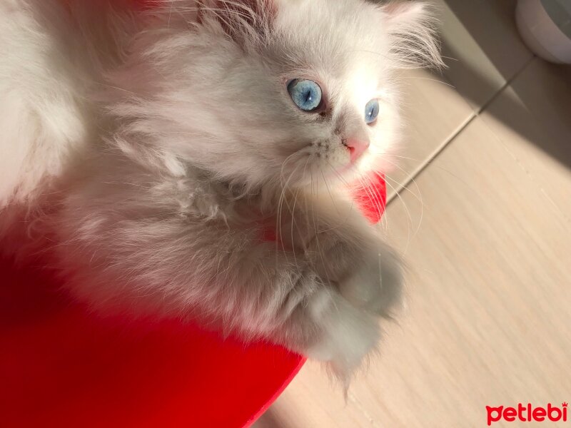 British Longhair, Kedi  Kaymak fotoğrafı