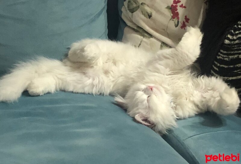 British Longhair, Kedi  Kaymak fotoğrafı