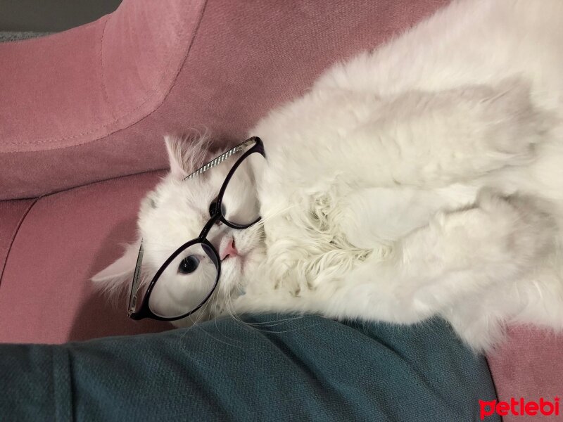 British Longhair, Kedi  Kaymak fotoğrafı