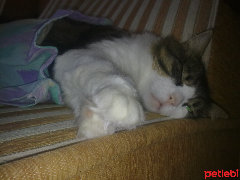 Tekir Kedi, Kedi  Bonci fotoğrafı