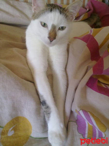 Tekir Kedi, Kedi  miço fotoğrafı