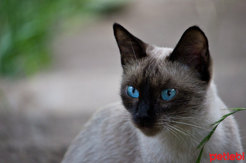 Siyam Kedisi, Kedi  cüneyt fotoğrafı