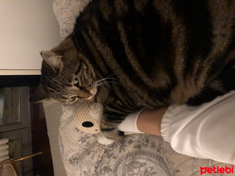 Tekir Kedi, Kedi  Kontes fotoğrafı