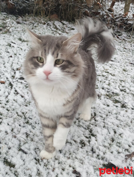 Norwegian Forest, Kedi  Kül fotoğrafı