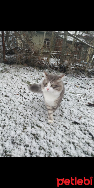 Norwegian Forest, Kedi  Kül fotoğrafı