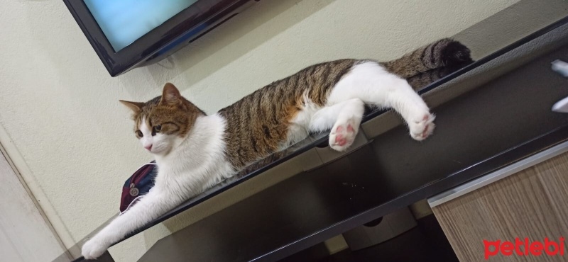 Tekir Kedi, Kedi  Pamuk fotoğrafı