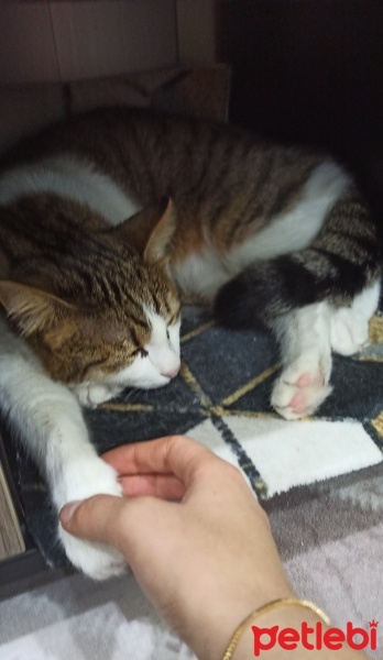 Tekir Kedi, Kedi  Pamuk fotoğrafı