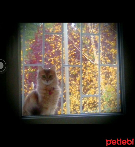 Honey Bear, Kedi  Mia fotoğrafı