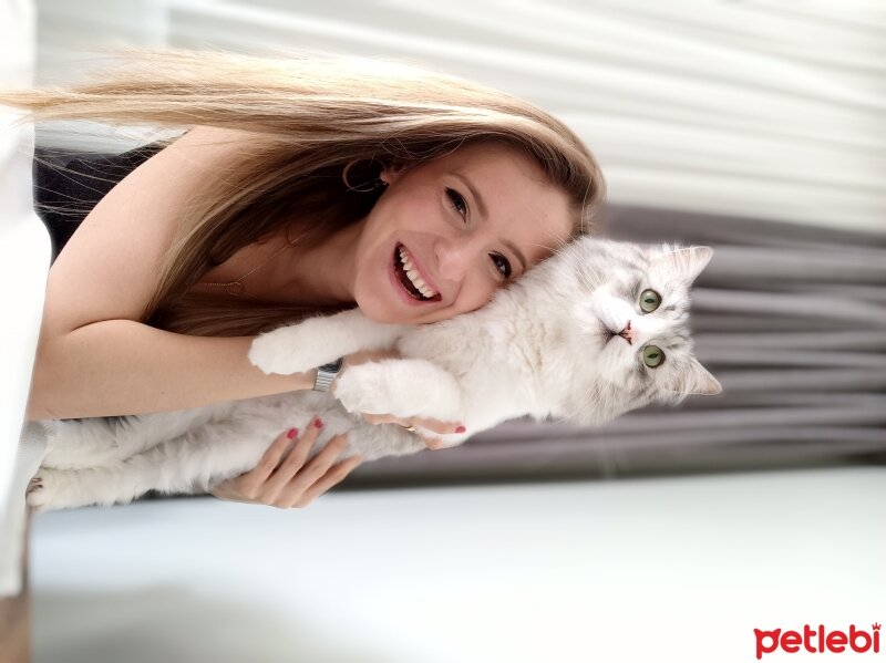 British Shorthair, Kedi  Paşa fotoğrafı