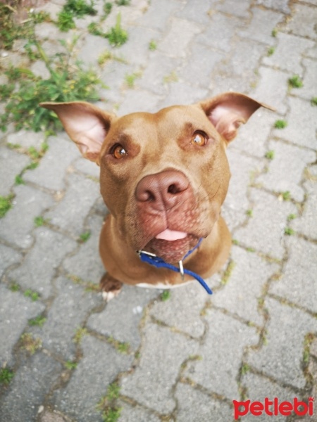 Amerikan Pitbull Terrier, Köpek  Bourbon fotoğrafı