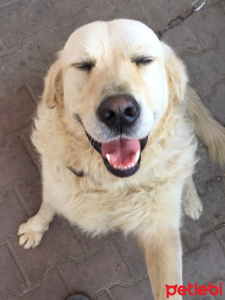 Golden Retriever, Köpek  Goldy fotoğrafı