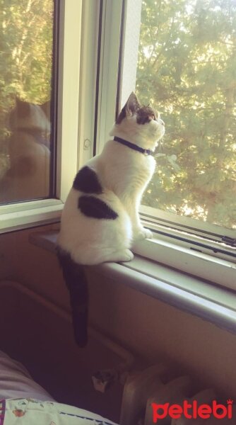 Scottish Fold, Kedi  pamuk fotoğrafı