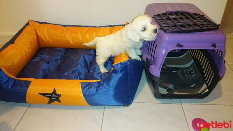 Maltese, Köpek  pars fotoğrafı