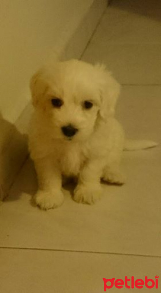 Maltese, Köpek  pars fotoğrafı