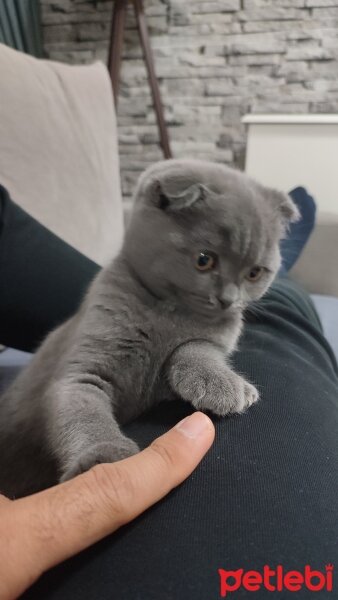 Scottish Fold, Kedi  Şapşik fotoğrafı