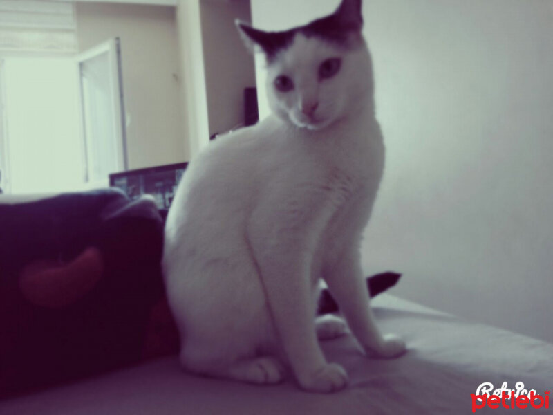 Tekir Kedi, Kedi  pamuk fotoğrafı