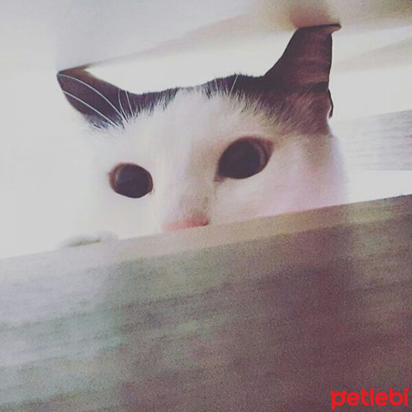 Tekir Kedi, Kedi  pamuk fotoğrafı