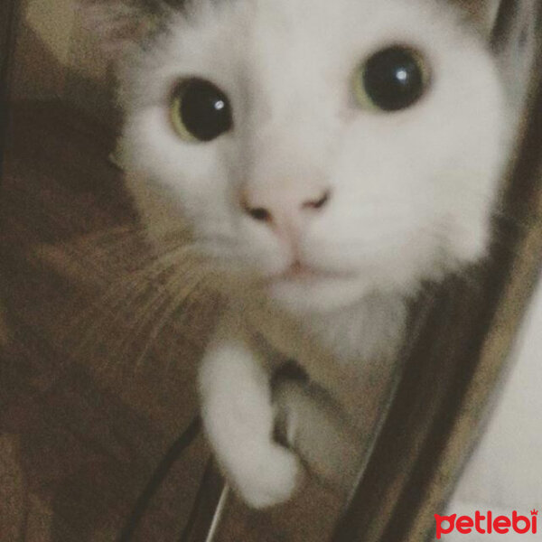 Tekir Kedi, Kedi  pamuk fotoğrafı