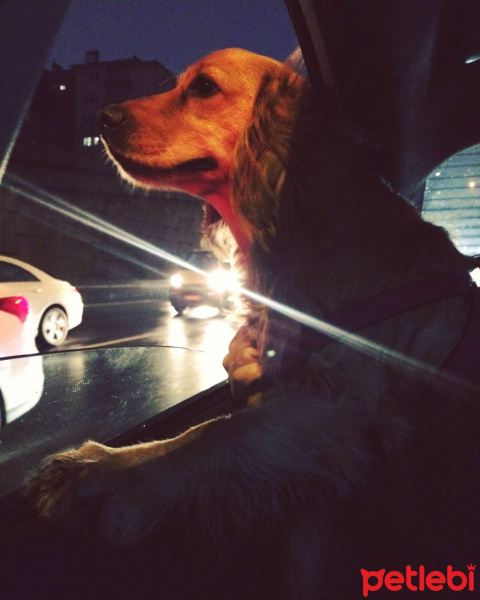 Amerikan Cocker Spaniel, Köpek  Shot fotoğrafı