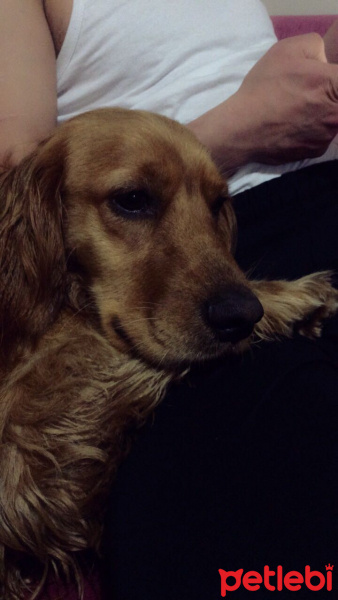 Amerikan Cocker Spaniel, Köpek  Shot fotoğrafı