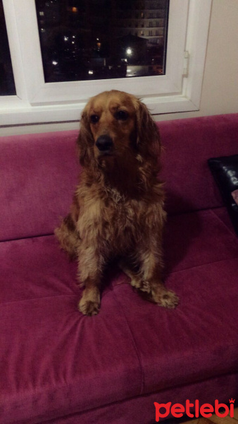 Amerikan Cocker Spaniel, Köpek  Shot fotoğrafı