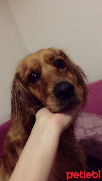 Amerikan Cocker Spaniel, Köpek  Shot fotoğrafı