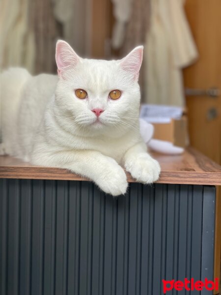 British Shorthair, Kedi  Sütlaç fotoğrafı