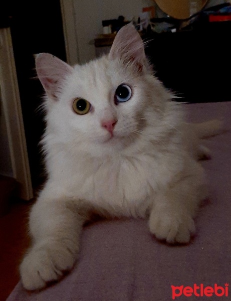 Van Kedisi, Kedi  Oğlum fotoğrafı