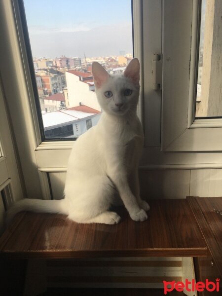 Ankara Kedisi, Kedi  Alfa fotoğrafı