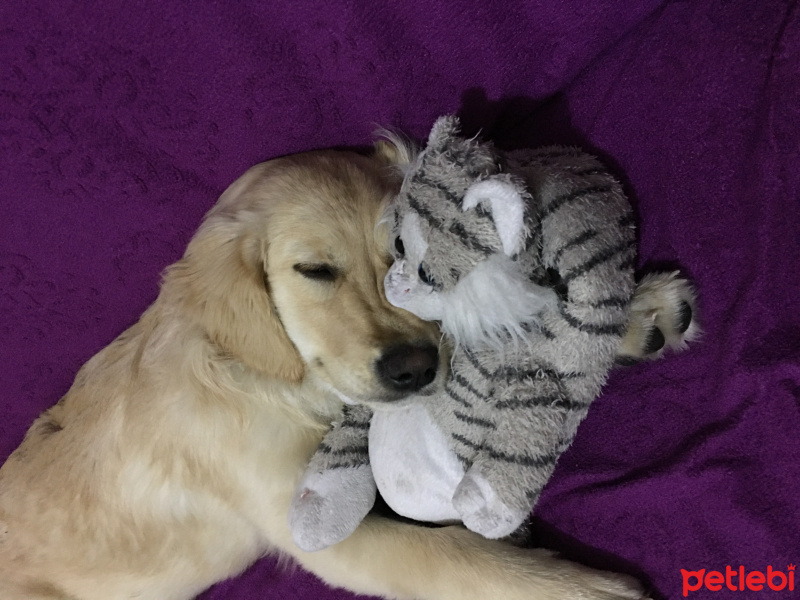 Golden Retriever, Köpek  Caps fotoğrafı