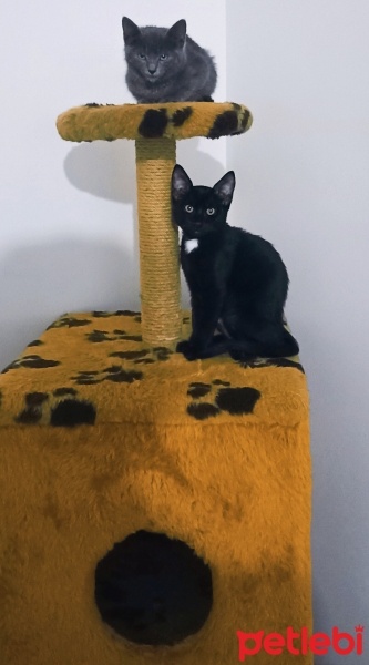 Bombay, Kedi  Kömür fotoğrafı