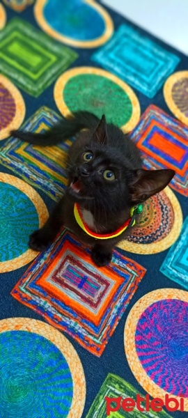 Bombay, Kedi  Kömür fotoğrafı