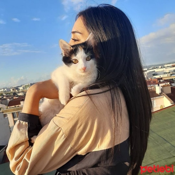 Manx, Kedi  5421014119 Karamel Yeni yuvasını arıyor fotoğrafı