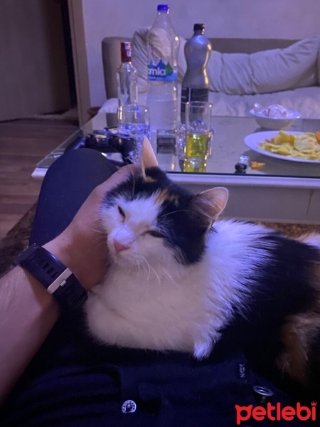 Manx, Kedi  5421014119 Karamel Yeni yuvasını arıyor fotoğrafı