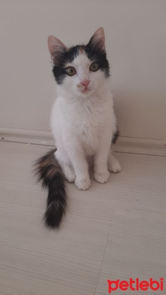 Manx, Kedi  5421014119 Karamel Yeni yuvasını arıyor fotoğrafı