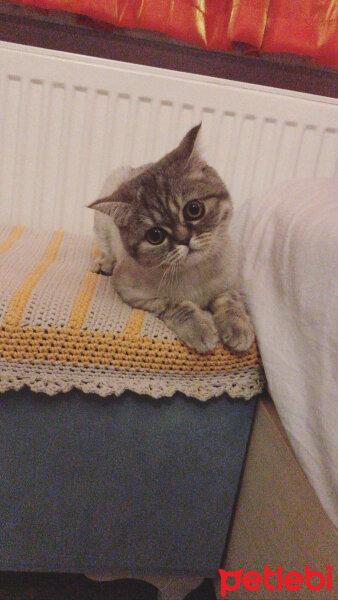 British Shorthair, Kedi  Maya fotoğrafı