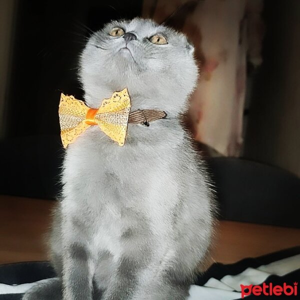 Scottish Fold, Kedi  Duman fotoğrafı