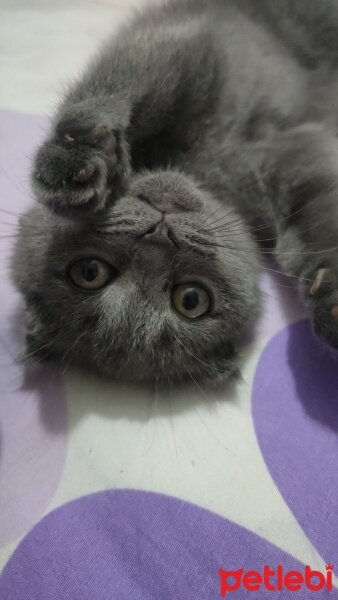 Scottish Fold, Kedi  Duman fotoğrafı