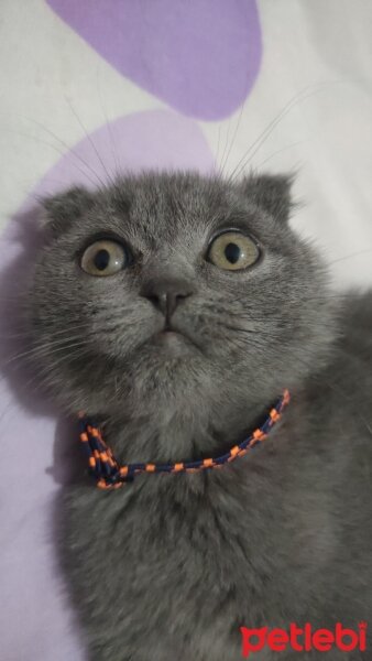 Scottish Fold, Kedi  Duman fotoğrafı